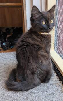 Terrific T-Rex -  Bombay and Domestic Medium Hair Cat for Adoption in San Luis Obispo, California - Terrific T-Rex | PetCurious