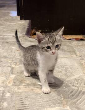 Orion -  Domestic Short Hair Cat for Adoption in Oviedo, Florida - Orion | PetCurious