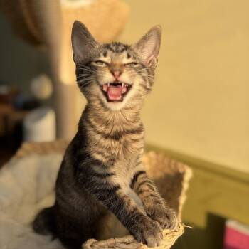 Monet -  Domestic Short Hair Cat for Adoption in Bloomington, Illinois - Monet | PetCurious