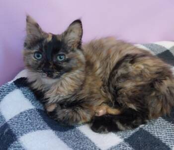 Perfume * IN FOSTER * -  Domestic Long Hair Cat for Adoption in South Bend, Indiana - Perfume * IN FOSTER * | PetCurious
