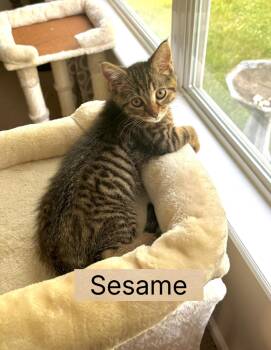 Sesame -  Domestic Short Hair Cat for Adoption in Greenwood, Indiana - Sesame | PetCurious