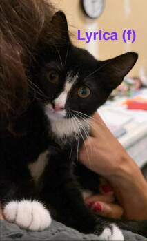 Lyrica -  Domestic Short Hair Cat for Adoption in New Bern, North Carolina - Lyrica | PetCurious
