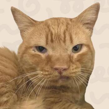 James -  American Shorthair Cat for Adoption in Reno, Nevada - James | PetCurious