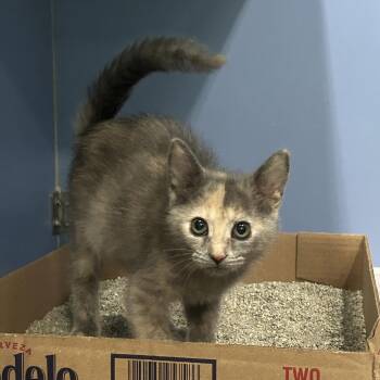 Trident -  Domestic Short Hair Cat for Adoption in Cheyenne, Wyoming - Trident | PetCurious
