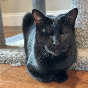 Domestic Short Hair Cats Available for Adoption - Luna | PetCurious