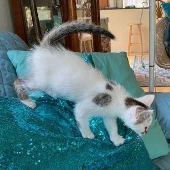White One -  Domestic Short Hair Cat for Adoption in Prescott, Arizona - White One | PetCurious