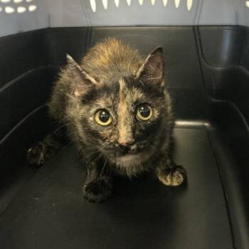Slinky jr -  Domestic Short Hair Cat for Adoption in Spruce Pine, North Carolina - Slinky Jr | PetCurious