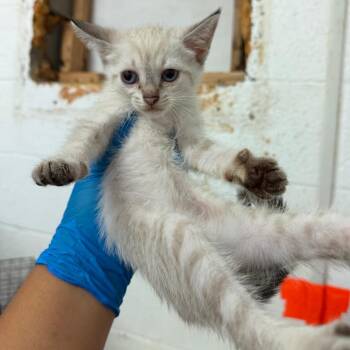 Knuckles -  Domestic Short Hair Cat for Adoption in Edinburg, Texas - Knuckles | PetCurious