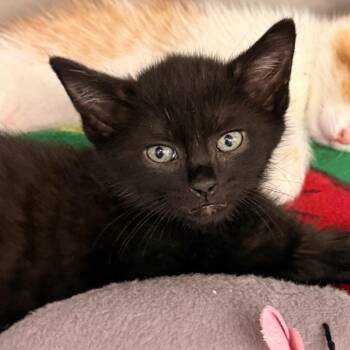 Domestic Short Hair Cats Available for Adoption in Evansville, Indiana - Zeke | PetCurious