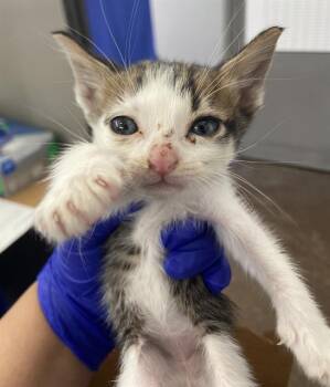 Domestic Short Hair Cats Available for Adoption in Dallas, Texas - SKYLARK | PetCurious