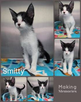 Smitty -  Domestic Short Hair Cat for Adoption in Universal City, Texas - Smitty | PetCurious