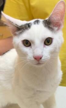 DEWI -  Domestic Short Hair Cat for Adoption in Elizabethton, Tennessee - DEWI | PetCurious