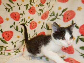 OZZY -  Domestic Short Hair Cat for Adoption in San Jose, California - OZZY | PetCurious