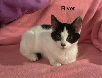 River -  Domestic Short Hair Cat for Adoption in Wyandotte, Michigan - River | PetCurious