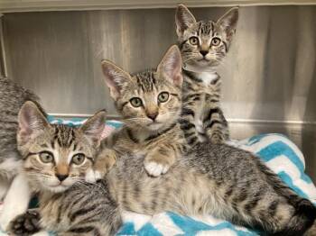 PLUTO -  Domestic Short Hair Cat for Adoption in Tustin, California - PLUTO | PetCurious