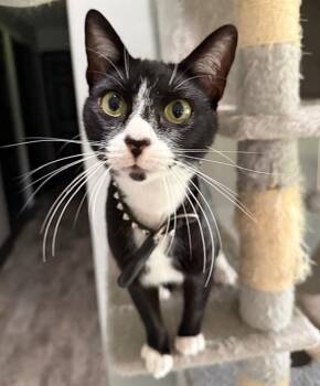 Tuxedo Cats Available for Adoption - Valentine | PetCurious