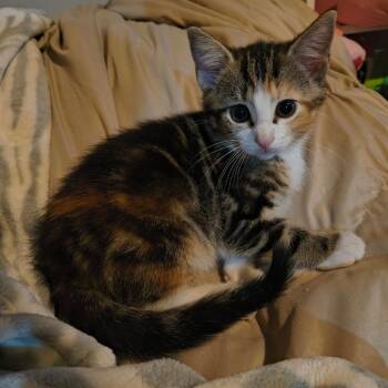 Moonlight Cappuccino -  Domestic Short Hair Cat for Adoption in Columbia, Missouri - Moonlight Cappuccino | PetCurious