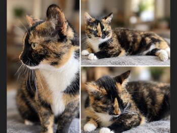 Bootsy -  Domestic Short Hair Cat for Adoption in Seven Valleys, Pennsylvania - Bootsy | PetCurious