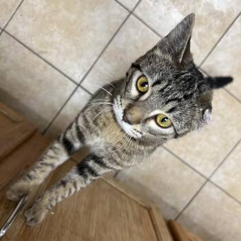 Domestic Short Hair Cats Available for Adoption - Scrunchie | PetCurious