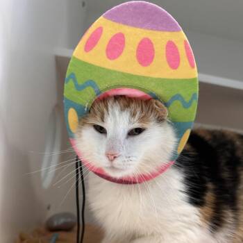 Domestic Short Hair Cats Available for Adoption - Pringles | PetCurious