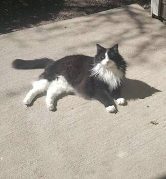 Rescue Domestic Long Hair Cats for Adoption in Cashiers, North Carolina - Khaleesi | PetCurious