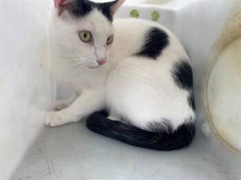 PIPPY -  Domestic Short Hair Cat for Adoption in Rowlett, Texas - PIPPY | PetCurious