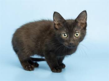 FRANKIE -  Domestic Short Hair Cat for Adoption in Phoenix, Arizona - FRANKIE | PetCurious
