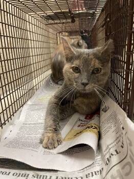 Liza -  Domestic Short Hair Cat for Adoption in Ferndale, Michigan - Liza | PetCurious