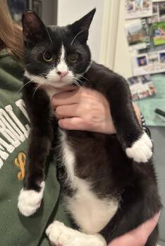 Rescue Tuxedo Cats for Adoption in Elk Grove, California - Vinny | PetCurious
