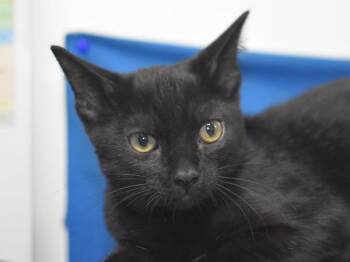 Pearl -  Domestic Short Hair Cat for Adoption in Portland, Oregon - Pearl | PetCurious