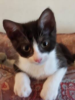 Jazzy -  Domestic Short Hair Cat for Adoption in Magnolia, Texas - Jazzy | PetCurious