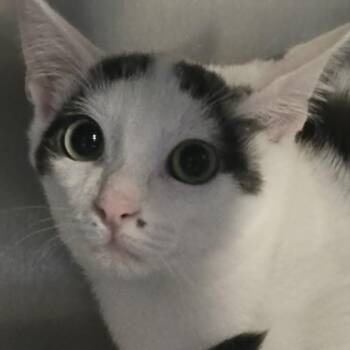 Ryan -  Domestic Short Hair Cat for Adoption in Orange, Virginia - Ryan | PetCurious