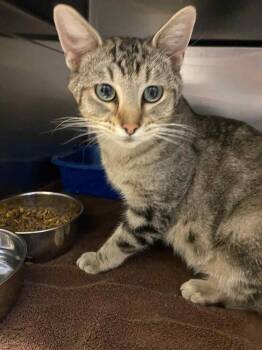 Rescue Domestic Short Hair Cats for Adoption in Burlington, Iowa - Geode | PetCurious