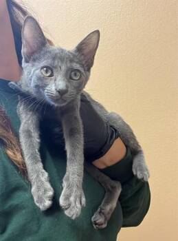 IRIS -  Domestic Short Hair Cat for Adoption in Thousand Palms, California - IRIS | PetCurious