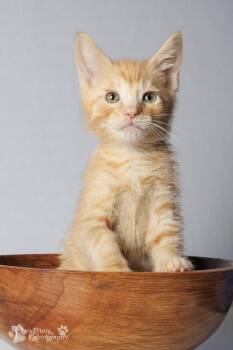 Tumeric -  Domestic Short Hair Cat for Adoption in Maryville, Tennessee - Tumeric | PetCurious