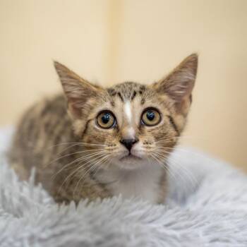 Michols -  Domestic Short Hair Cat for Adoption in Gainesville, Georgia - Michols | PetCurious