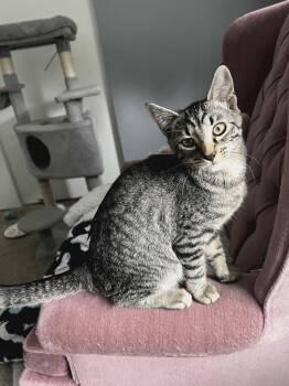 Rescue Domestic Short Hair Cats for Adoption in Gladstone, Oregon - Mac And Cheese - Midwest Food Litter | PetCurious