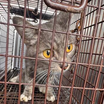 Rupert Vincent -  Domestic Short Hair Cat for Adoption in Philadelphia, Pennsylvania - Rupert Vincent | PetCurious
