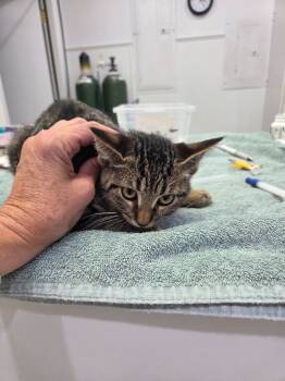 Rescue Domestic Short Hair Cats for Adoption in Brookings, Oregon - Chanel 1 | PetCurious