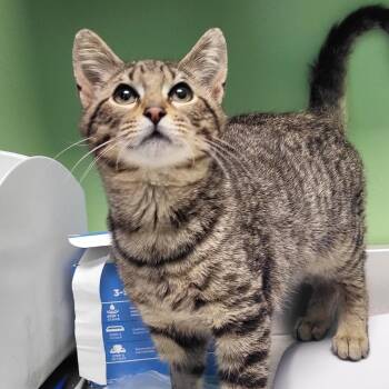 Domestic Short Hair Cats Available for Adoption - Kovu | PetCurious