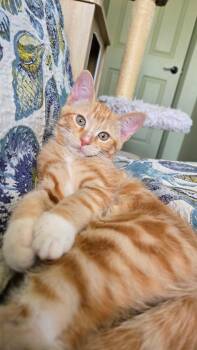 Murrlin -  Domestic Short Hair Cat for Adoption in Antioch, California - Murrlin | PetCurious