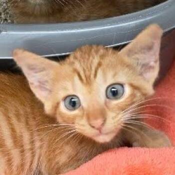 Felix -  Domestic Short Hair Cat for Adoption in Newport News, Virginia - Felix | PetCurious