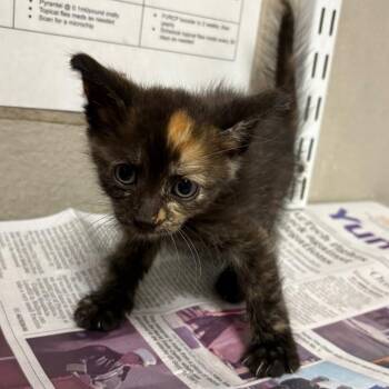 Desirae -  Domestic Short Hair Cat for Adoption in Yuma, Arizona - Desirae | PetCurious