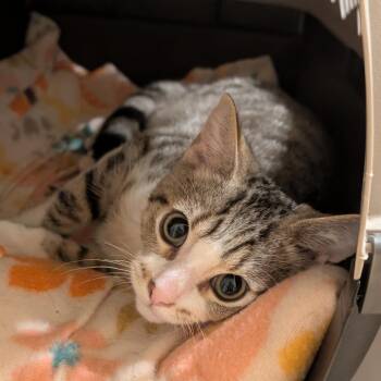 Allen -  Domestic Short Hair Cat for Adoption in La Grange, Kentucky - Allen | PetCurious