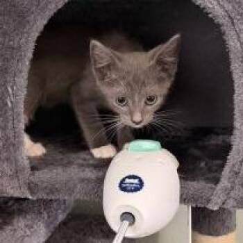 Murray -  Domestic Short Hair Cat for Adoption in Tulsa, Oklahoma - Murray | PetCurious