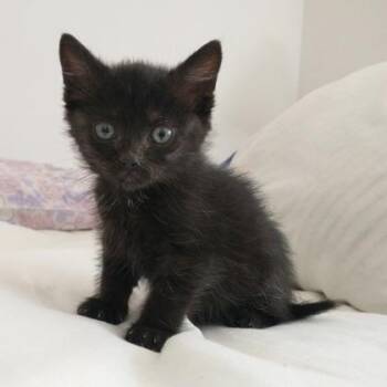 Sombra -  Domestic Short Hair Cat for Adoption in Wheaton, Illinois - Sombra | PetCurious