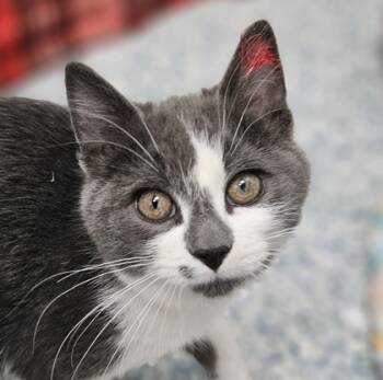Rescue Domestic Short Hair Cats for Adoption in Verona, Wisconsin - Bert | PetCurious