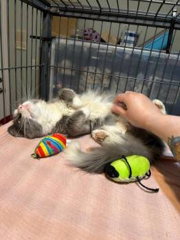 Domestic Medium Hair Cats Available for Adoption - Reina | PetCurious