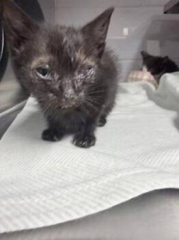 Domestic Medium Hair and Domestic Short Hair Cats Available for Adoption in Gastonia, North Carolina - Bianca | PetCurious