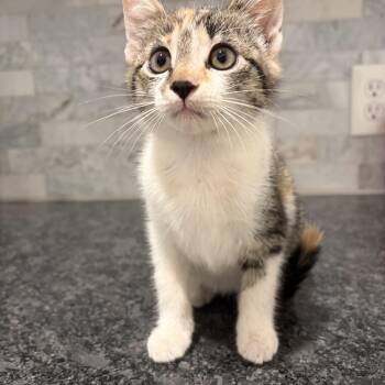 Sarah Lundberg -  Calico and Domestic Short Hair Cat for Adoption in Pearland, Texas - Sarah Lundberg | PetCurious